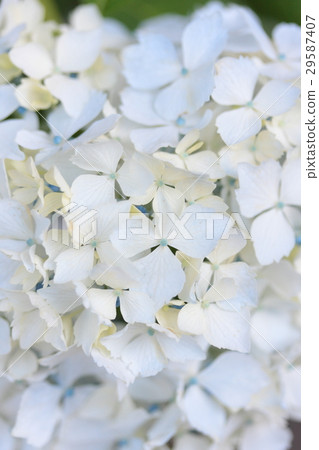 Hydrangea "Flowing storm" 29587407