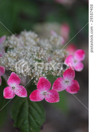 Hydrangea "Red Kan" 29587408