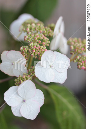 Hydrangea "Kiyosumi" 29587409