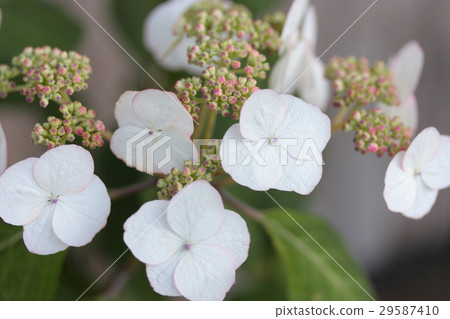 繡球花“清澄” 繡球花“清澄” 29587410