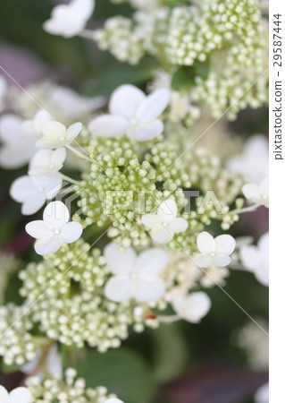 Hydrangea "Ezo Darumori Noritsugi" 29587444