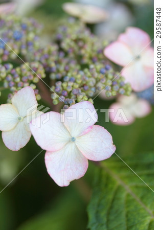 繡球花“Chilef Reds” 繡球花“Chilef Reds” 29587448