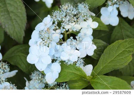 繡球花“土佐的Misu” 29587609