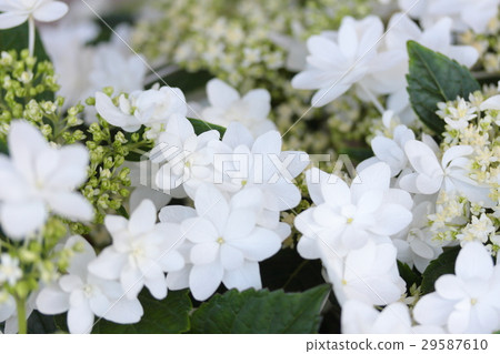 繡球花“婚紗” 29587610