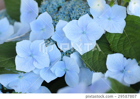 繡球花“Seisui” 29587807