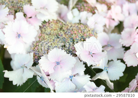 Hydrangea "Hatsukoi" Hydrangea "Hatsukoi" 29587810