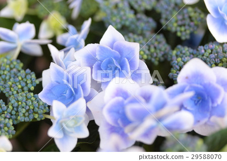 Hydrangea "Competito Blue" 29588070