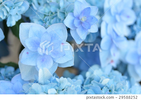 繡球花“Mai Peacock” 29588252