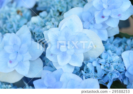 繡球花“Mai Peacock” 29588253