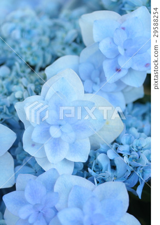 繡球花“Mai Peacock” 29588254