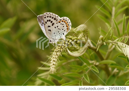 幼蟲幼蟲在克拉拉產卵 幼蟲幼蟲在克拉拉產卵 29588308
