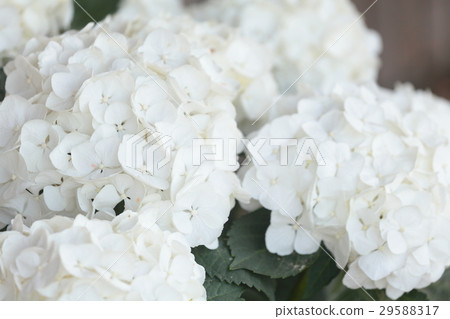 Hydrangea "First White" 29588317