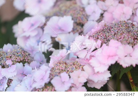 繡球花“Hatsukoi” 29588347