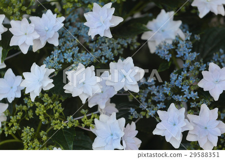 繡球花“墨田的煙花” 繡球花“墨田的煙花” 29588351