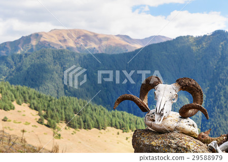 Skull of ram on Pagan shrine in Shenako village 29588979