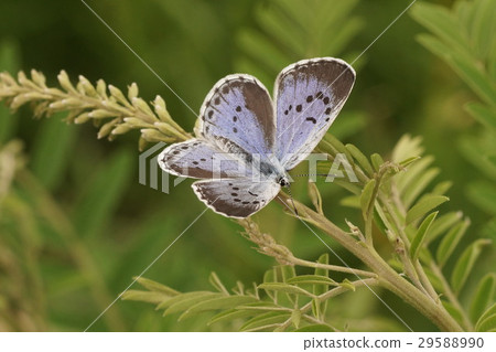 在克拉拉蛤蜊的女性女性女性 在克拉拉蛤蜊的女性女性女性 29588990