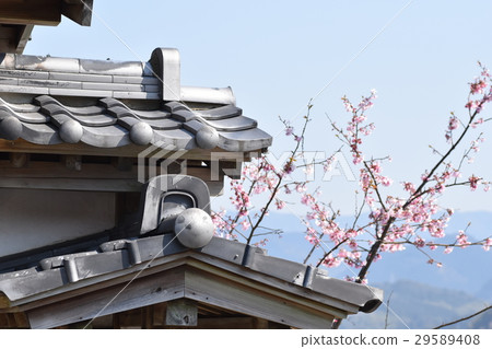 Sakura in a samurai residence, Atsushi location, Noda-cho, Izumi-shi, Kagoshima prefecture 29589408