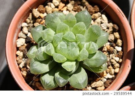 Haorthia / Obtoosa 29589544