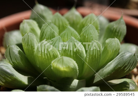 Haorthia / Obtoosa 29589545