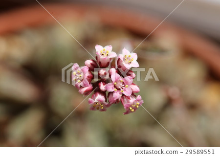 Coupleary flowers Coupleary flowers 29589551