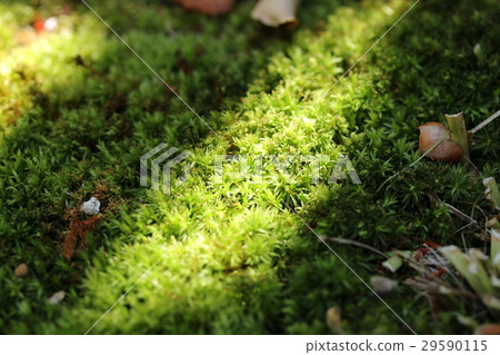 Sunlight leaves and moss 29590115