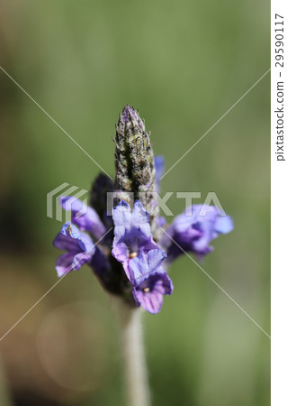 lavender 29590117
