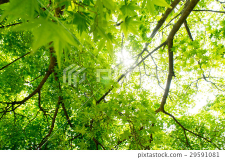 Fresh green leaves 29591081