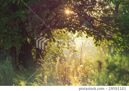 Summer forest 29591181