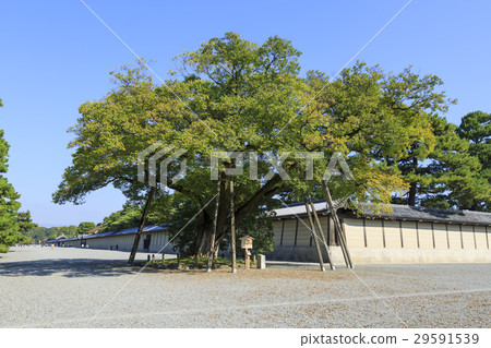 京都御所的Ryou·Shimizuya家族 29591539