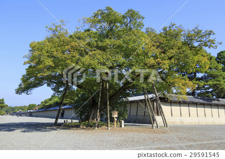 京都御所的Ryou·Shimizuya家族 29591545