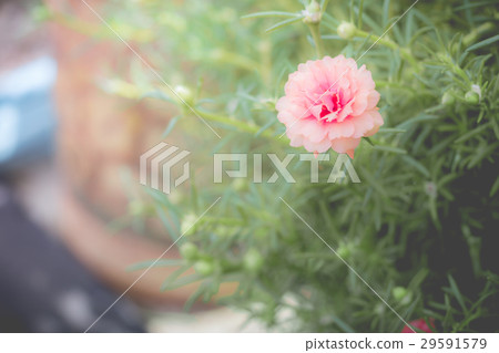 Beauty of pussley flower or Moss Rose Beauty of pussley flower or Moss Rose 29591579