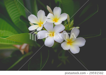 Sweet scent from white Plumeria or frangipani 29591582