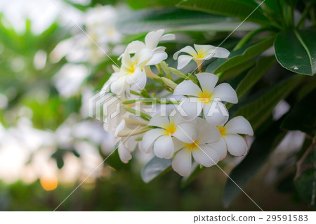Sweet scent from white Plumeria or frangipani 29591583