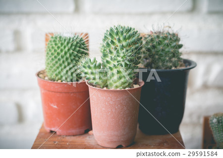 Little cactus plant in the flower pot. cactus. 29591584