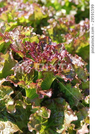 sunny lettuce 29591599