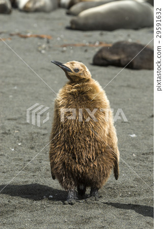 Fluffy King penguin chick 29591632
