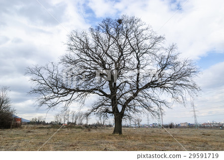 Big tree on ocean shore 29591719