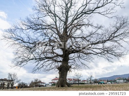 Big tree on ocean shore 29591723