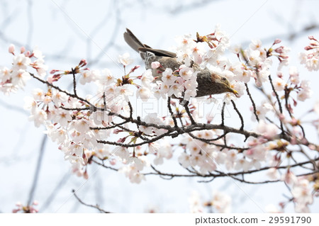 Sakurabudoke 29591790