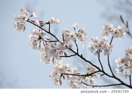 Cherry Blossoms Cherry Blossoms 29591795