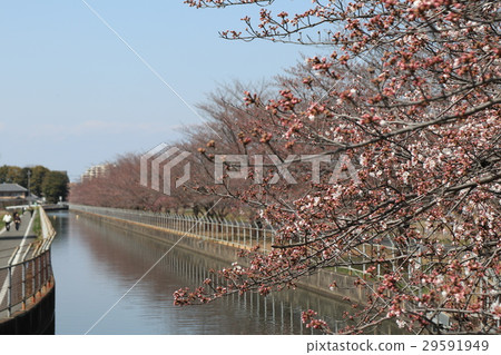 埼玉縣蓮田市的風景 埼玉縣蓮田市的風景 29591949