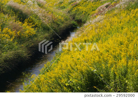 Seiitokawadassi 29592000