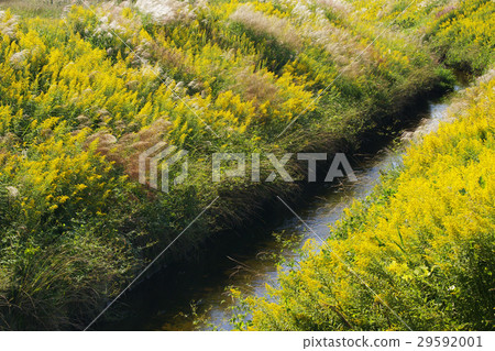 Seiitokawadassi Seiitokawadassi 29592001