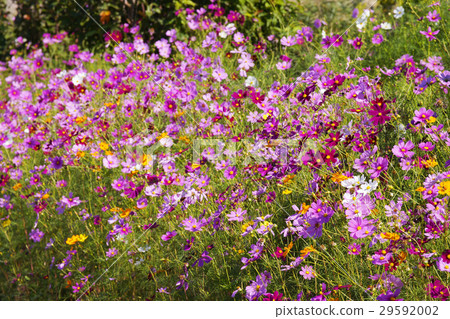 Cosmos Cosmos 29592002