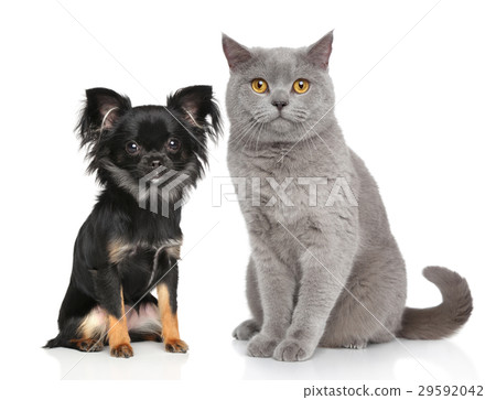 Cat and dog Cat and dog 29592042