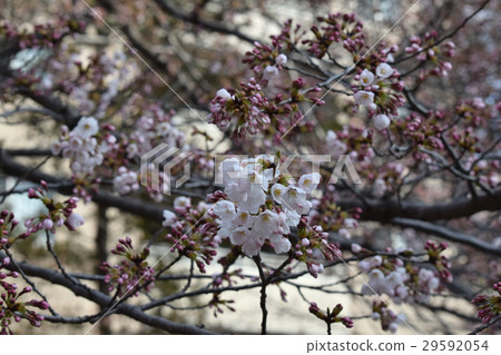 Kashiwaboha Park Sakura Kashiwaboha Park Sakura 29592054