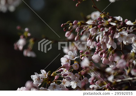 Kashiwaboha Park Sakura Kashiwaboha Park Sakura 29592055