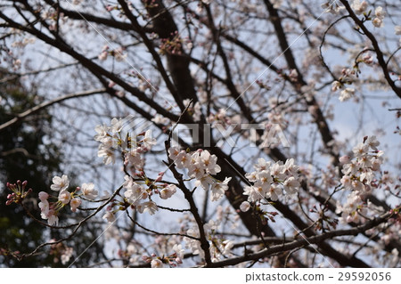 Kashiwaboha Park Sakura 29592056
