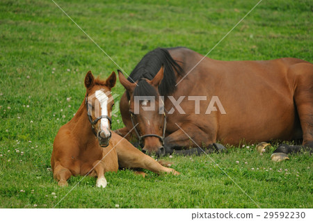 純種的父母和孩子 29592230