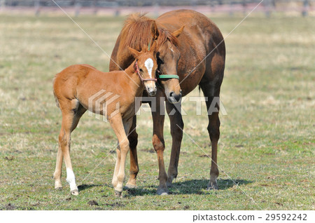 Thoroughbred parent and child Thoroughbred parent and child 29592242
